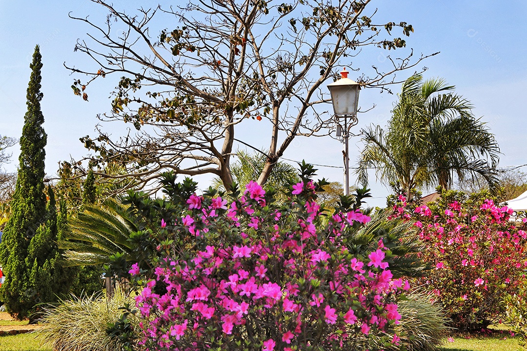 Arvores sobre floresta.