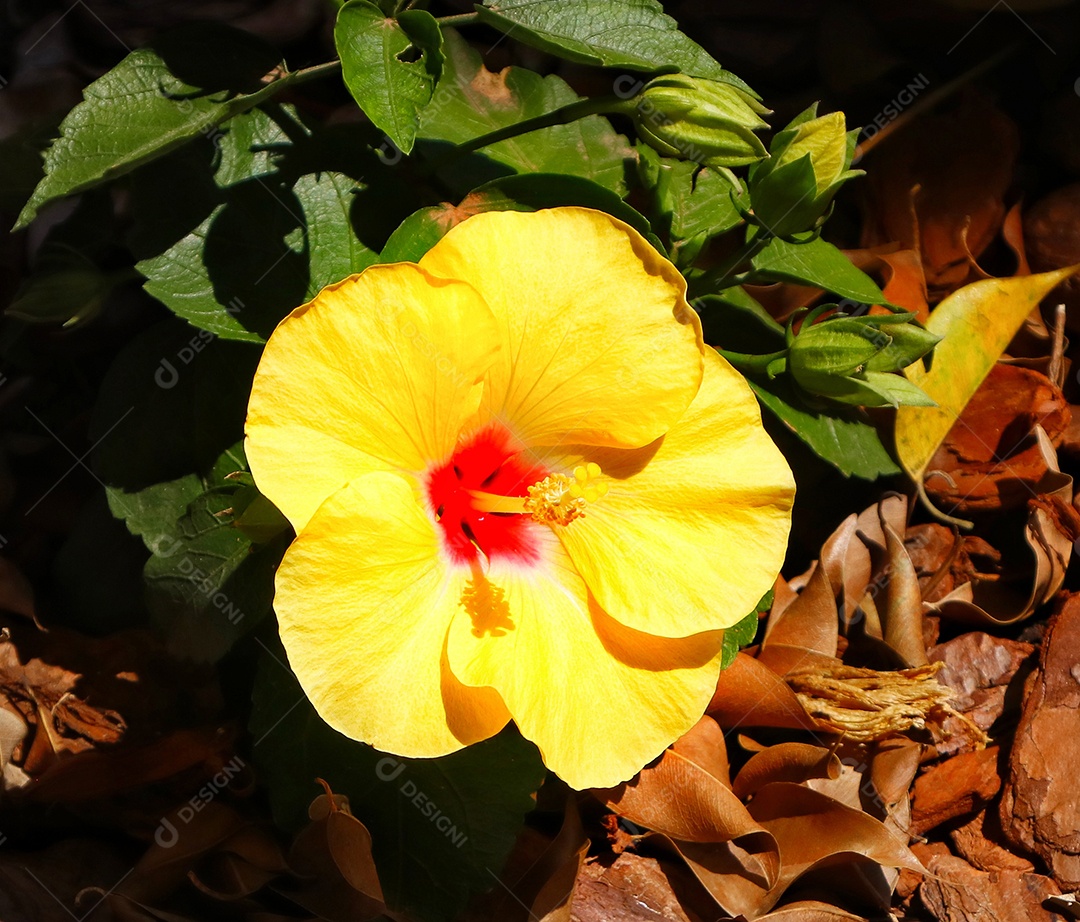 Lindas flores sobre floresta.