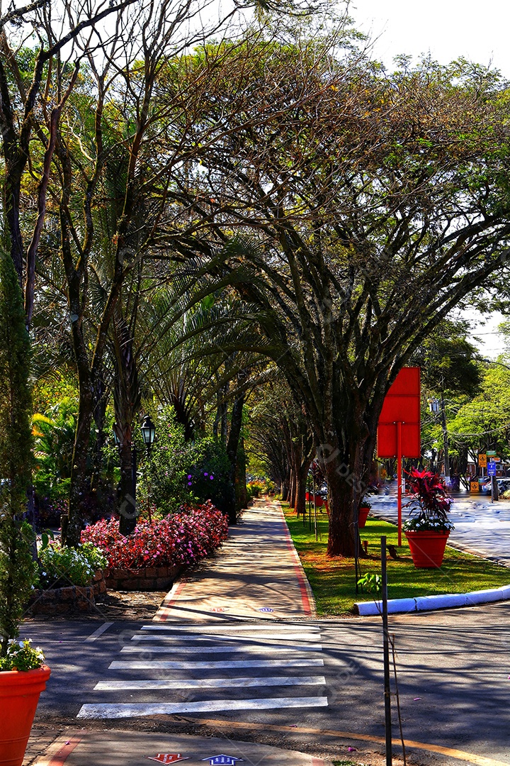 Arvores sobre floresta.