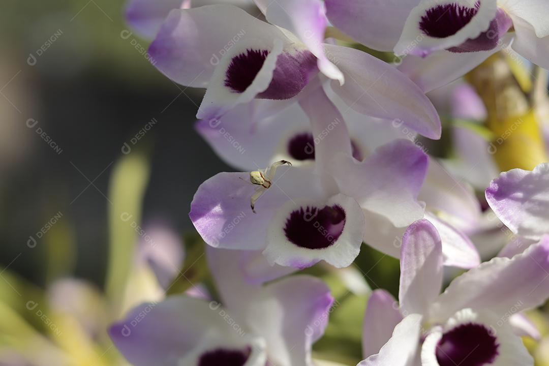 Flor branca arvore flores planta