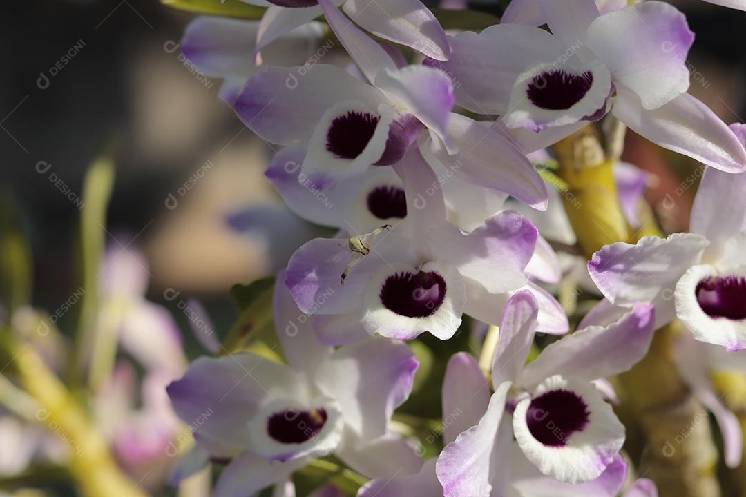 Flor flores arvore planta branca