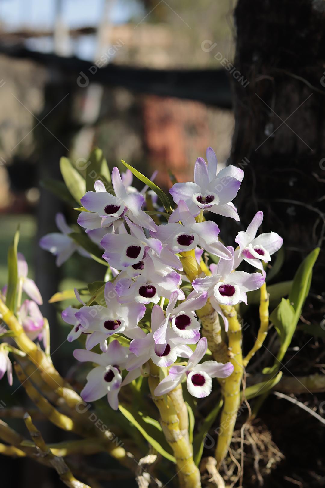 Flor flores branca arvore planta fotos imagem