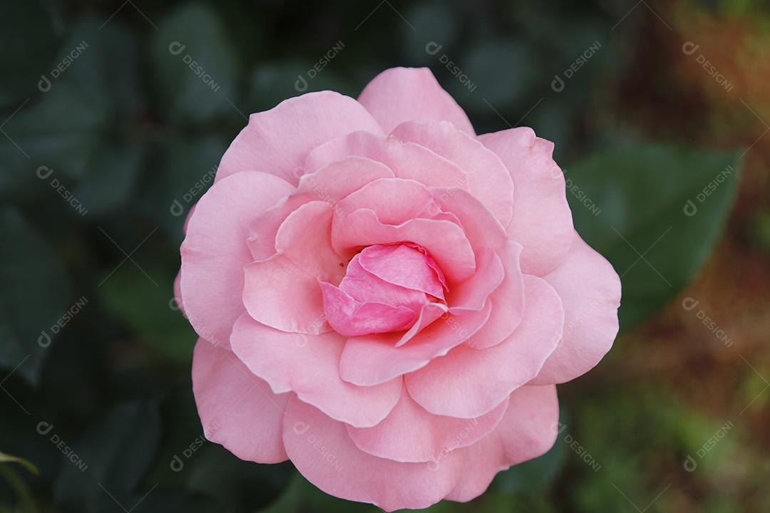 Flor rosa flores sobre fundo desfocado planta