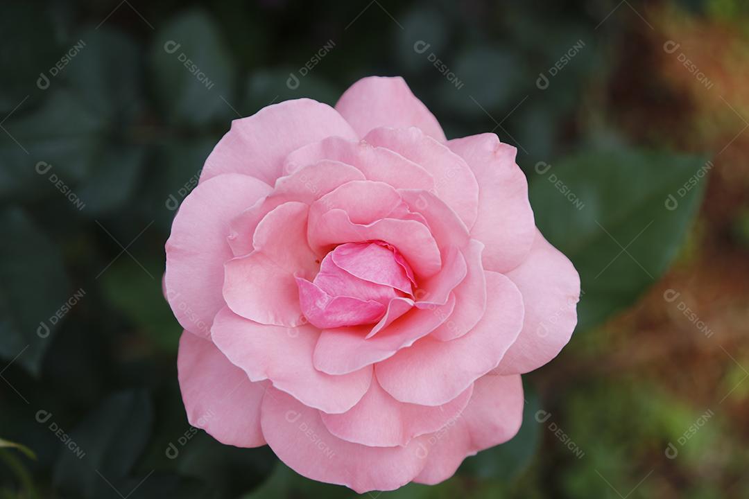 Flor rosa flores sobre fundo desfocado planta