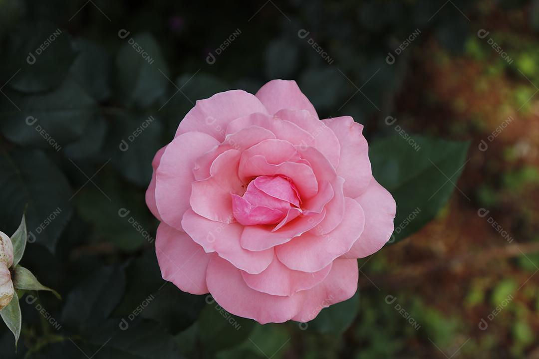 Flor rosa flores sobre fundo desfocado planta