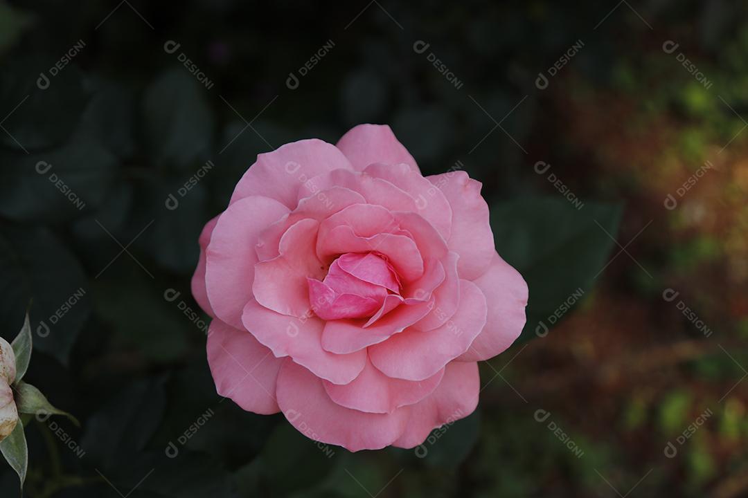 Flor rosa flores sobre fundo desfocado planta