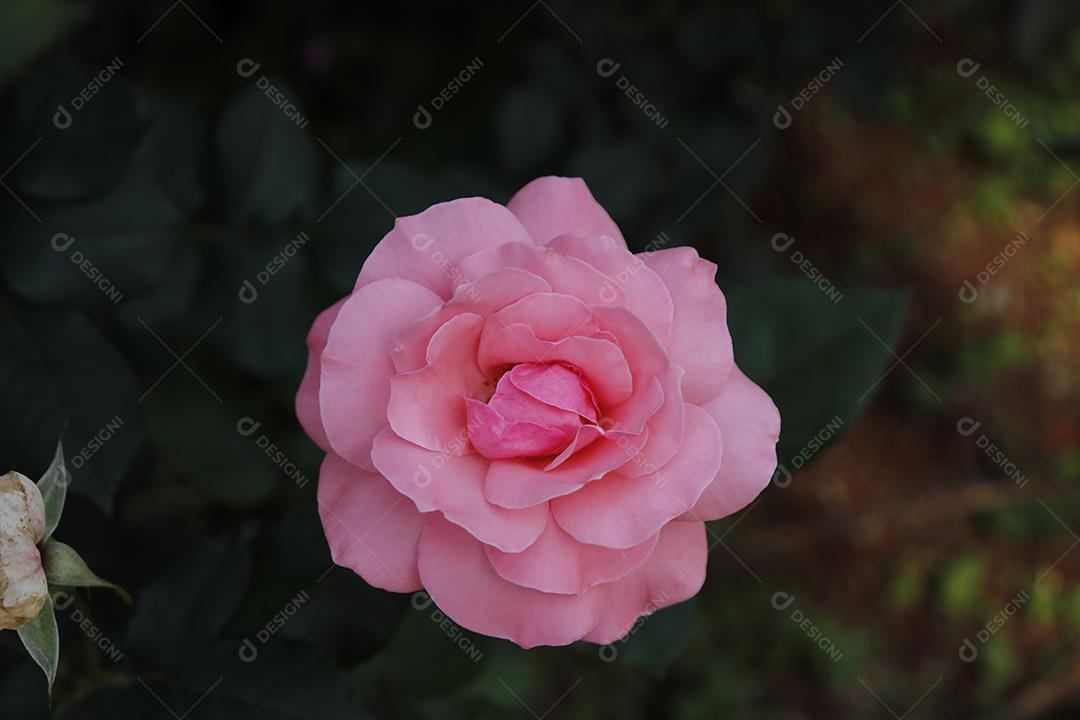 Flor rosa flores sobre fundo desfocado planta