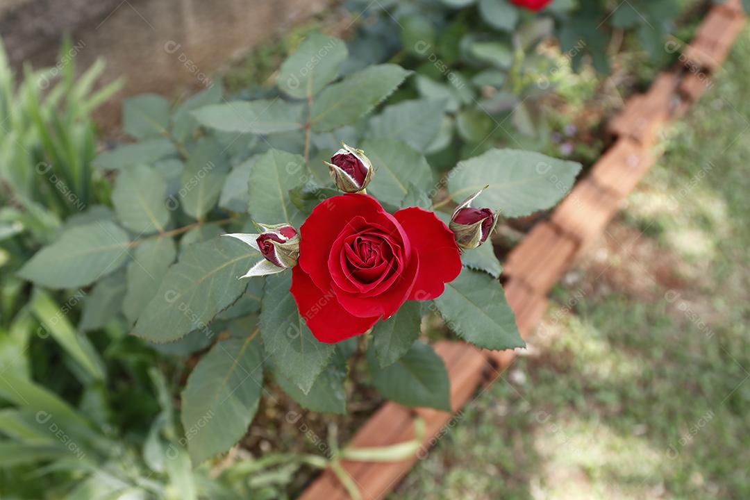 Flor vermelho flores sobre fundo desfocado planta