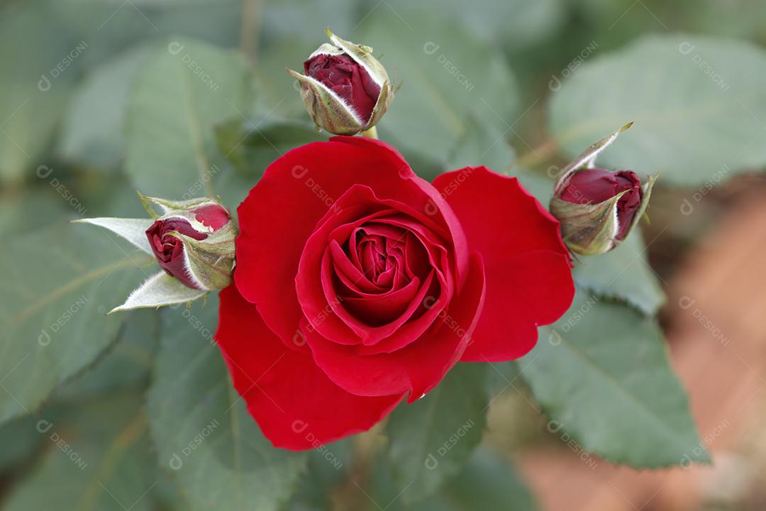 Flor vermelho flores sobre fundo desfocado planta
