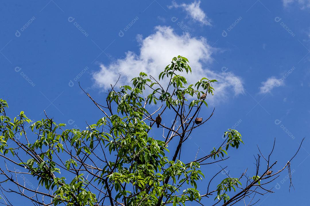 Arvore céu nublado folha verde