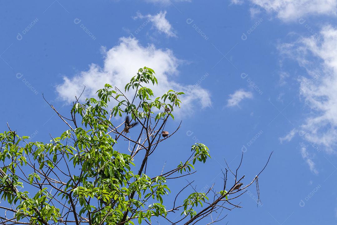 Arvore céu nublado folha verde