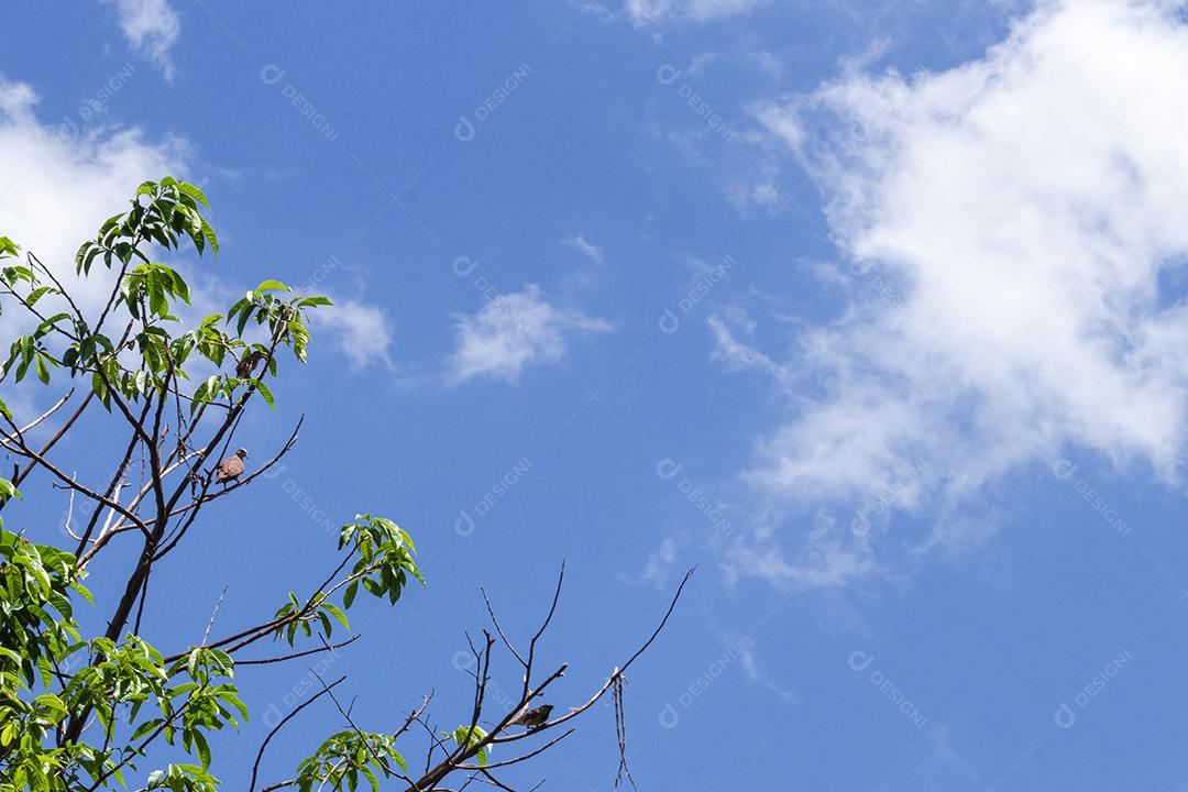 Arvore céu nublado folha verde