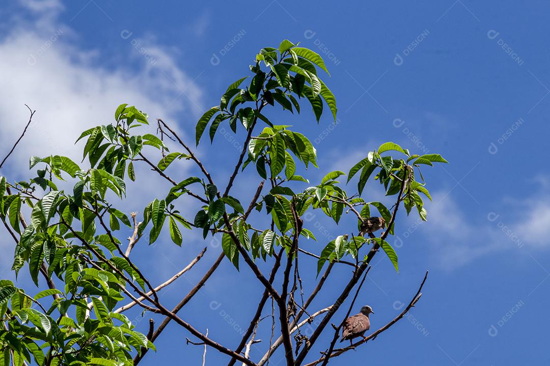 Arvore céu nublado folha verde