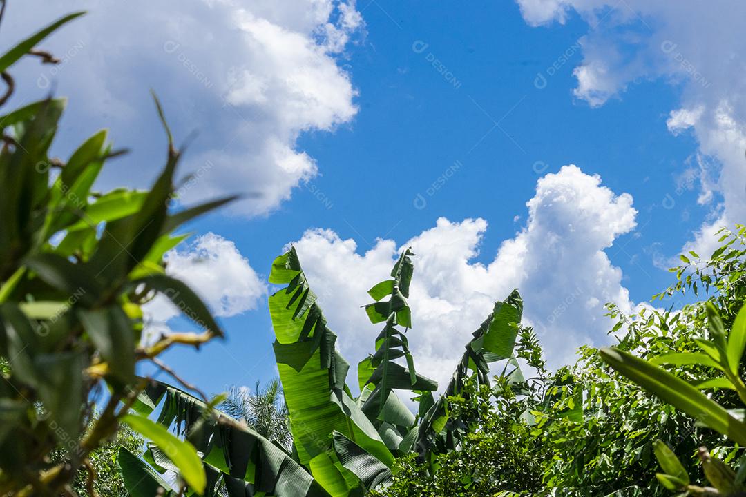 Arvore céu nublado folha verde