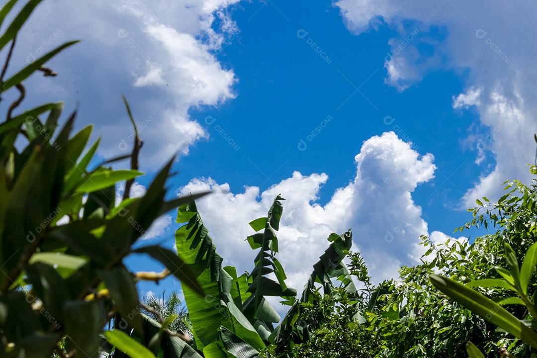 Arvore céu nublado folha verde