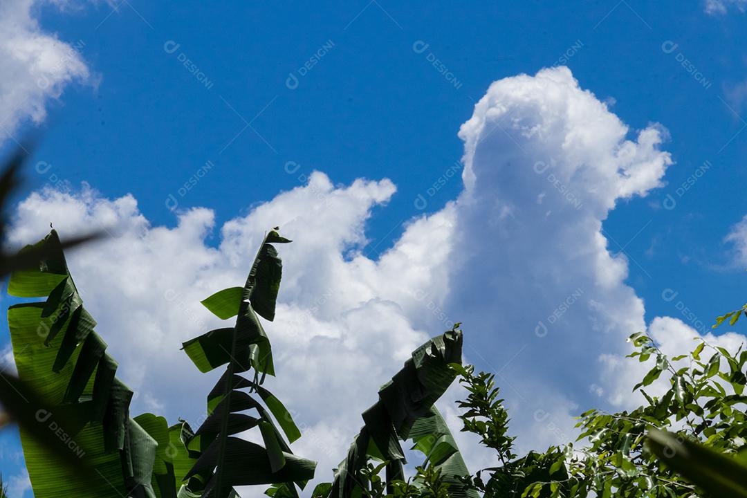 Arvore céu nublado folha verde