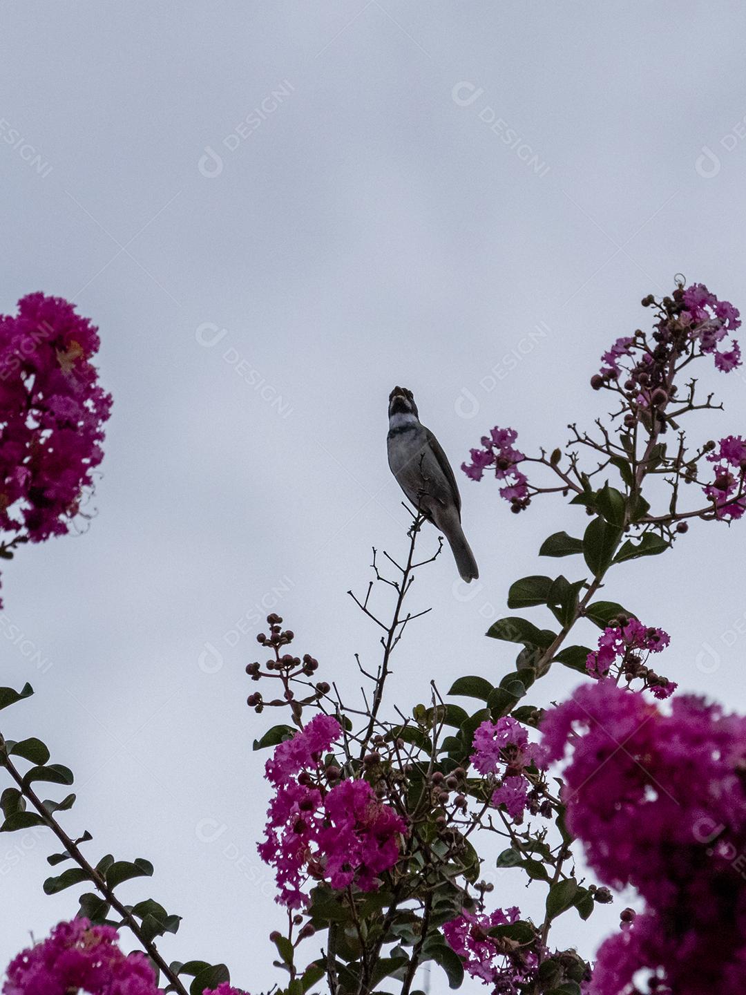 Arvore céu nublado folha verde