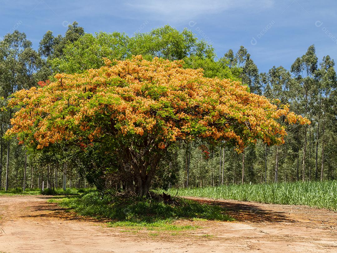 Paisagem arvore sobre floresta dia ensolarado