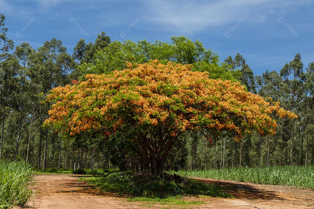 Paisagem arvore sobre floresta dia ensolarado