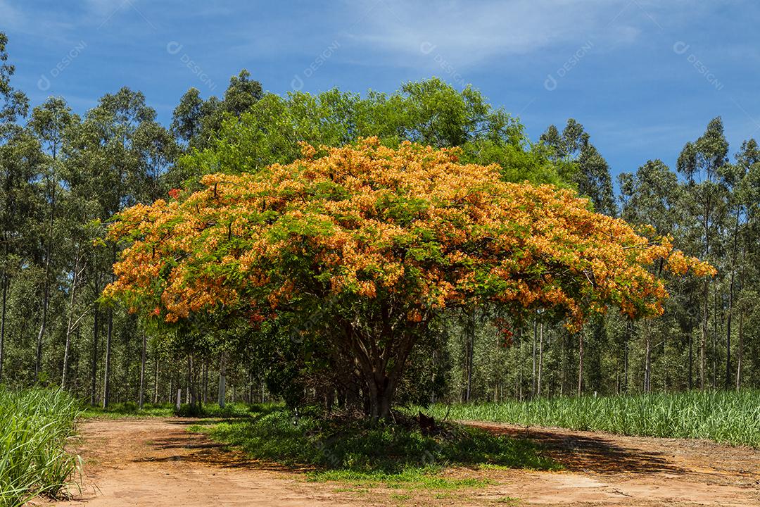 Paisagem arvore sobre floresta dia ensolarado