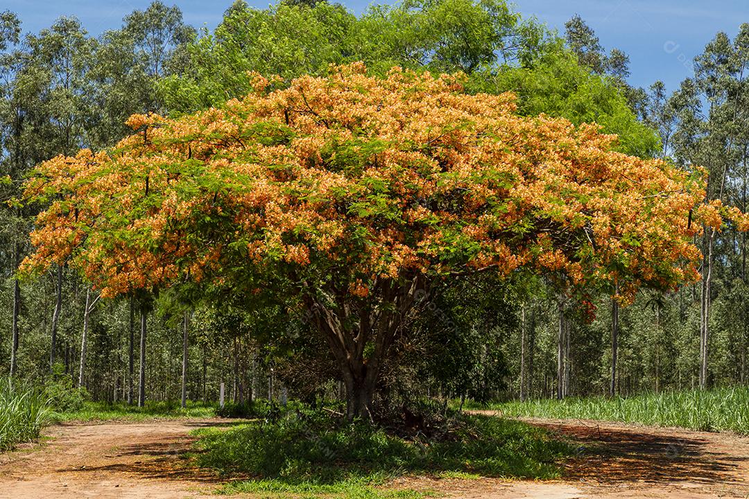 Paisagem arvore sobre floresta dia ensolarado