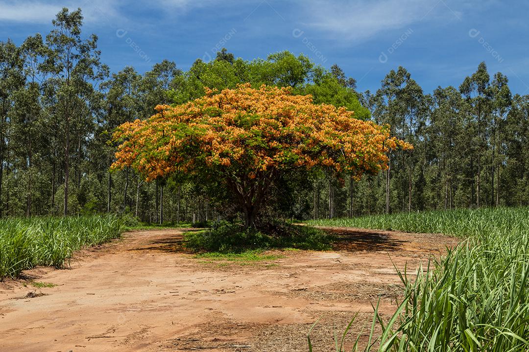Paisagem arvore sobre floresta dia ensolarado