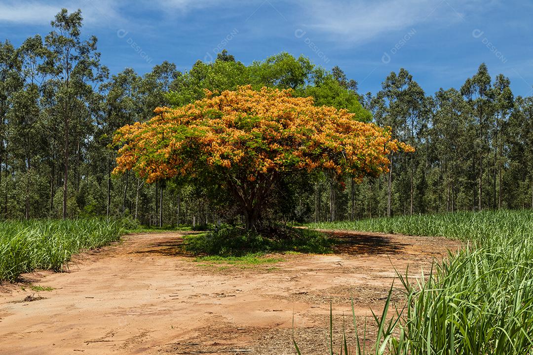 Paisagem arvore sobre floresta dia ensolarado