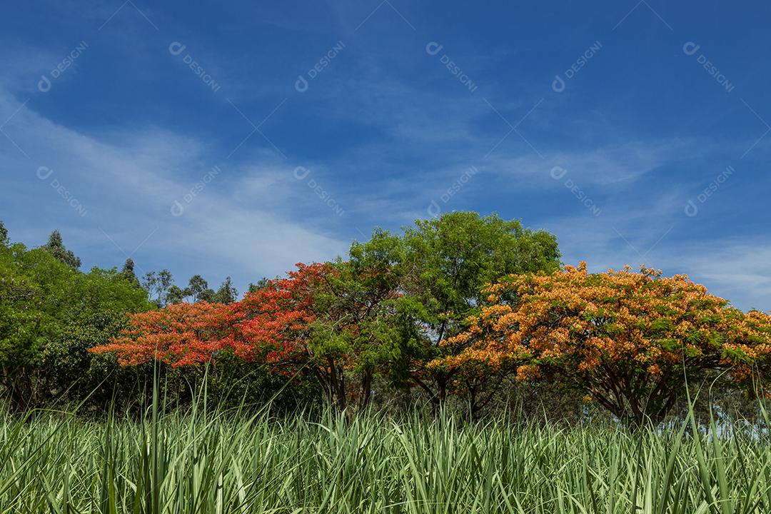 Paisagem arvore sobre floresta dia ensolarado