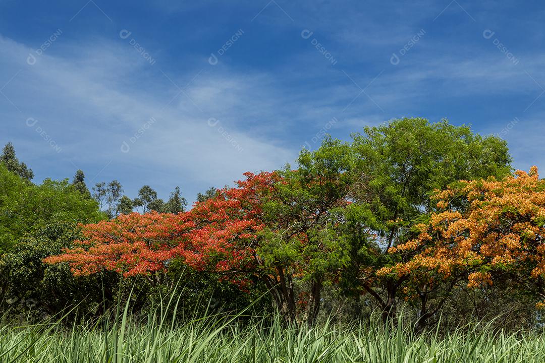 Paisagem arvore sobre floresta dia ensolarado