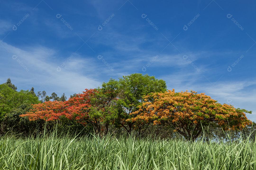Paisagem arvore folha verdes fotos imagem