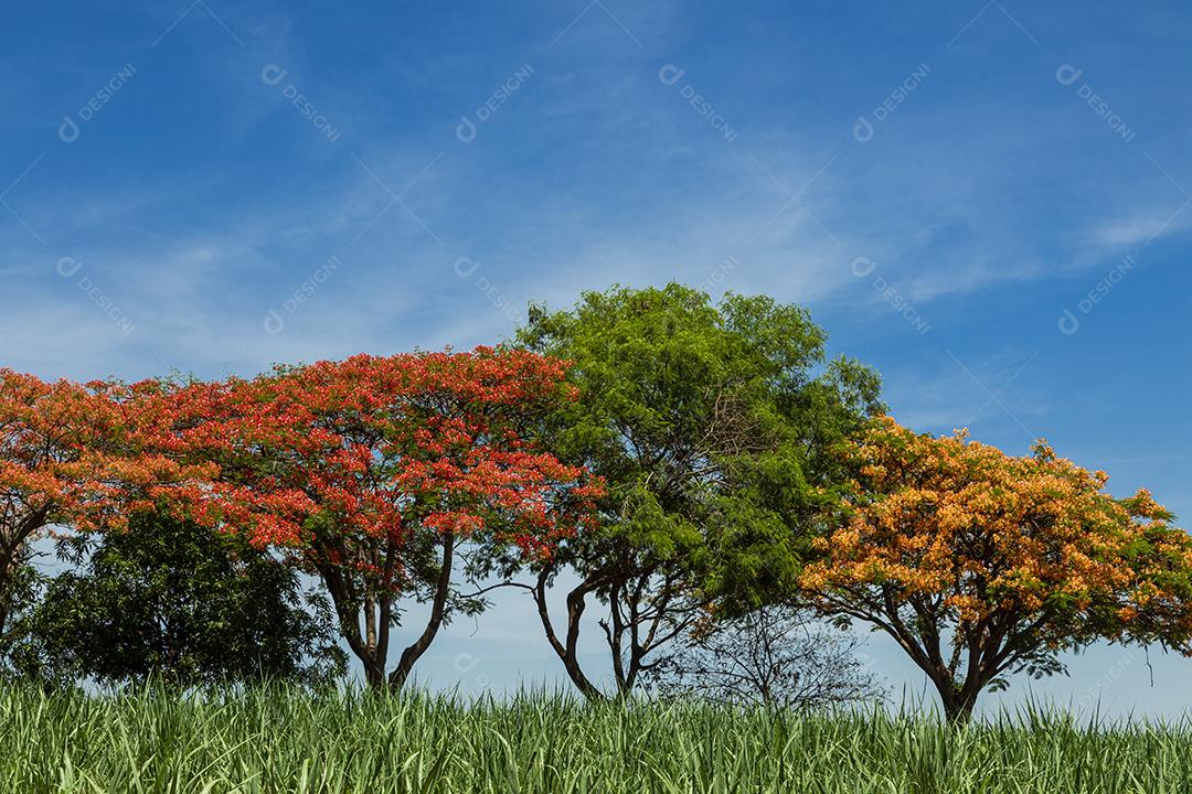 Paisagem arvore sobre floresta dia ensolarado