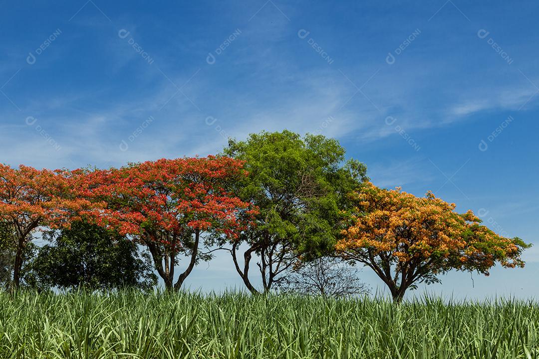 Paisagem arvore sobre floresta dia ensolarado