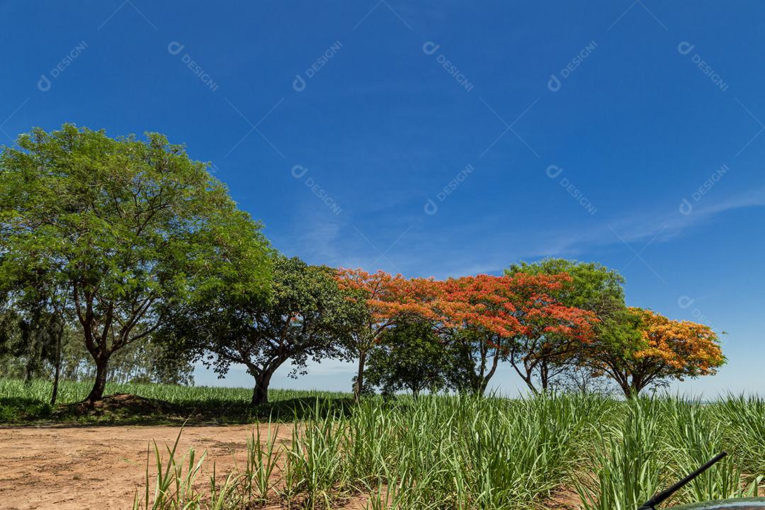 Paisagem arvore sobre floresta dia ensolarado
