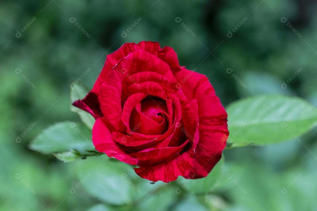 Flor vermelho flores sobre fundo desfocado planta