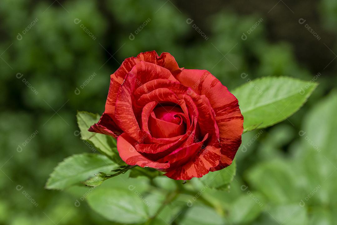 Flor vermelho flores sobre fundo desfocado planta