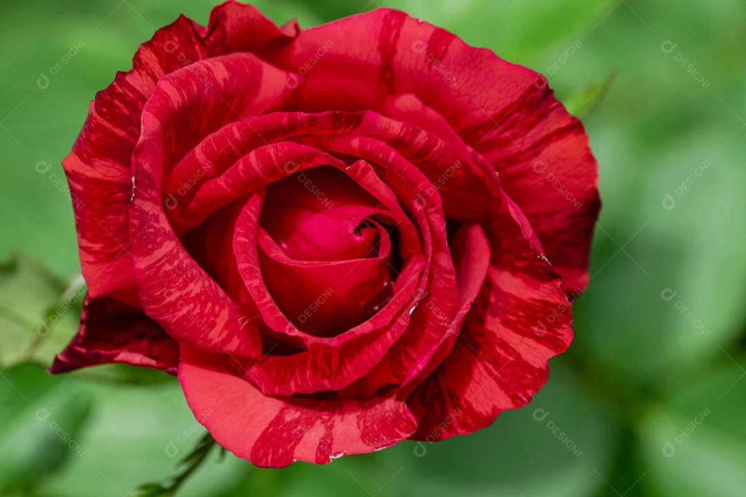 Flor vermelho flores sobre fundo desfocado planta