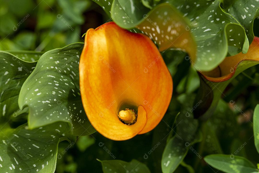 Flor  flores sobre fundo desfocado planta