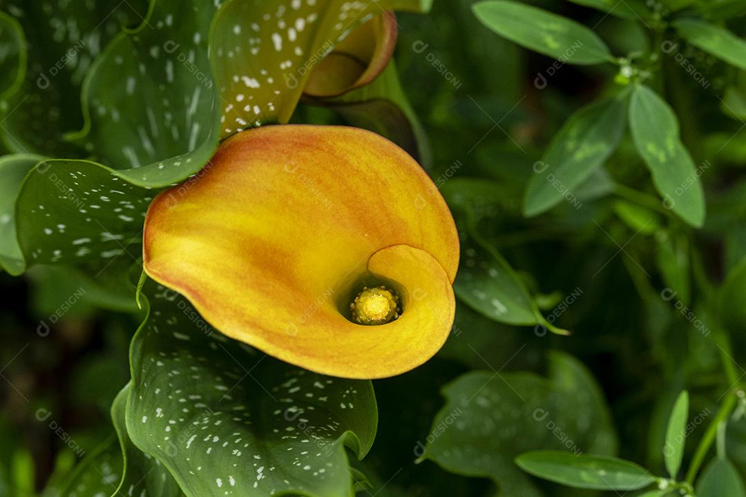 Flor  flores sobre fundo desfocado planta