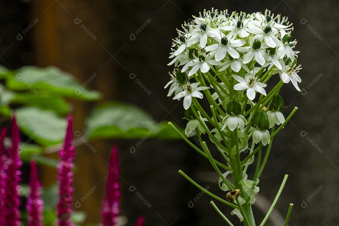 Flor flores branca arvore planta fotos imagem