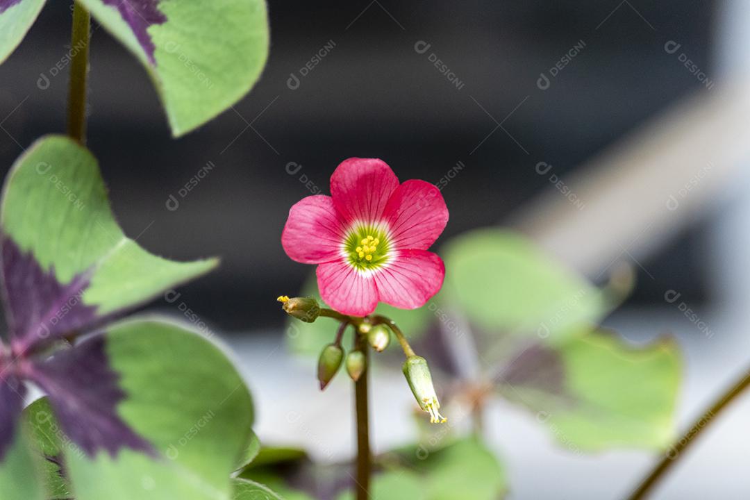Flor vermelho flores sobre fundo desfocado planta