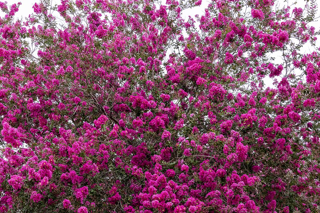 Arvore lindas ipê rosa floresta
