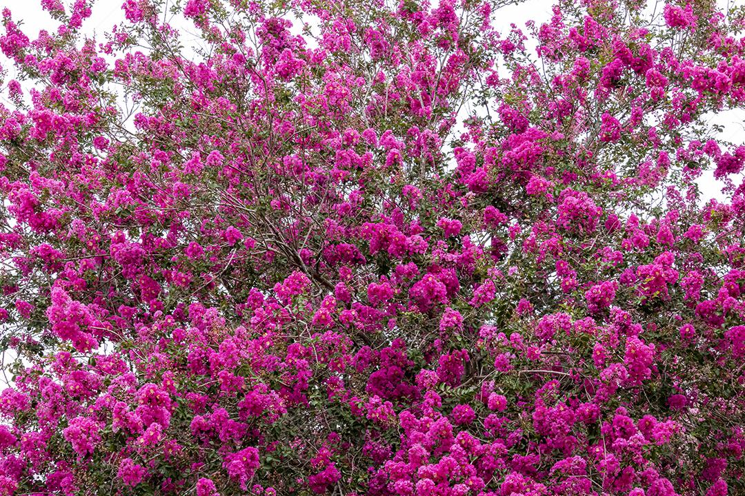 Arvore lindas Ype rosa floresta
