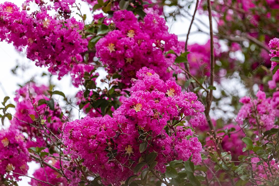 Arvore lindas ipê rosa floresta