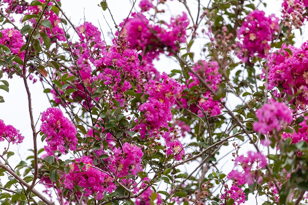 Arvore lindas ipê rosa floresta