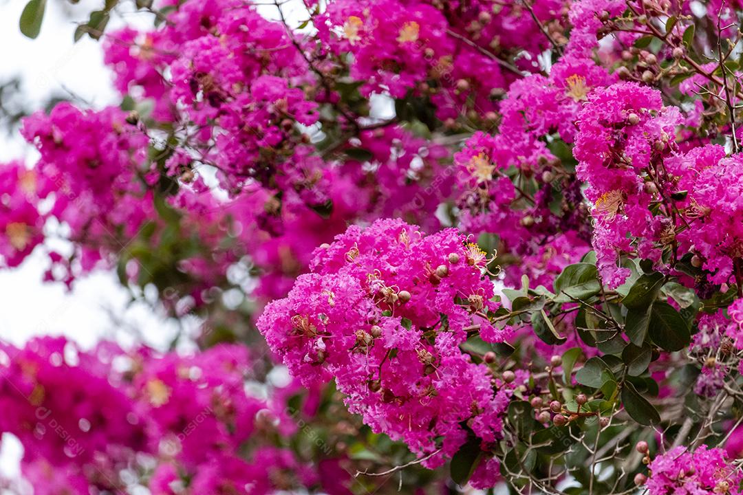 Arvore lindas ipê rosa floresta