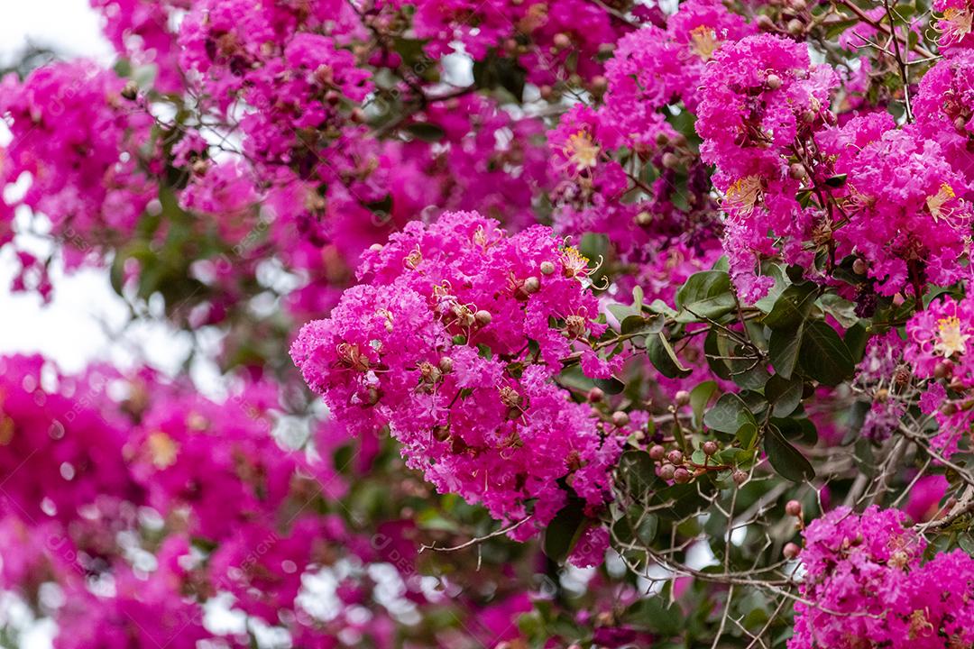 Arvore lindas ipê rosa floresta