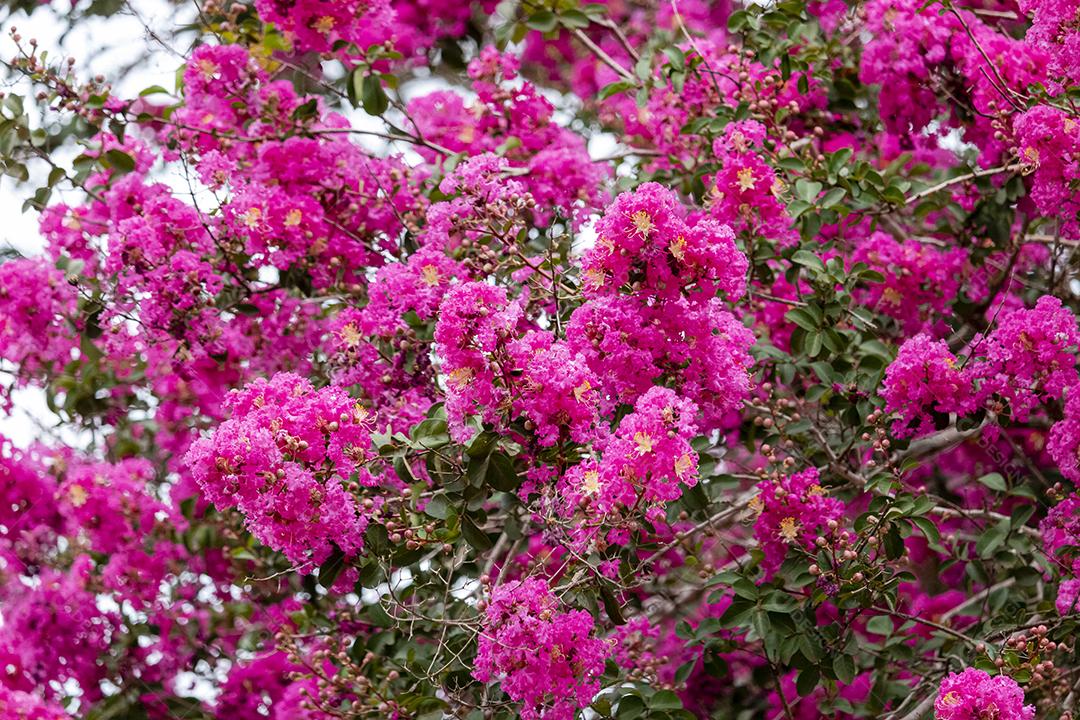 Arvore lindas ipê rosa floresta