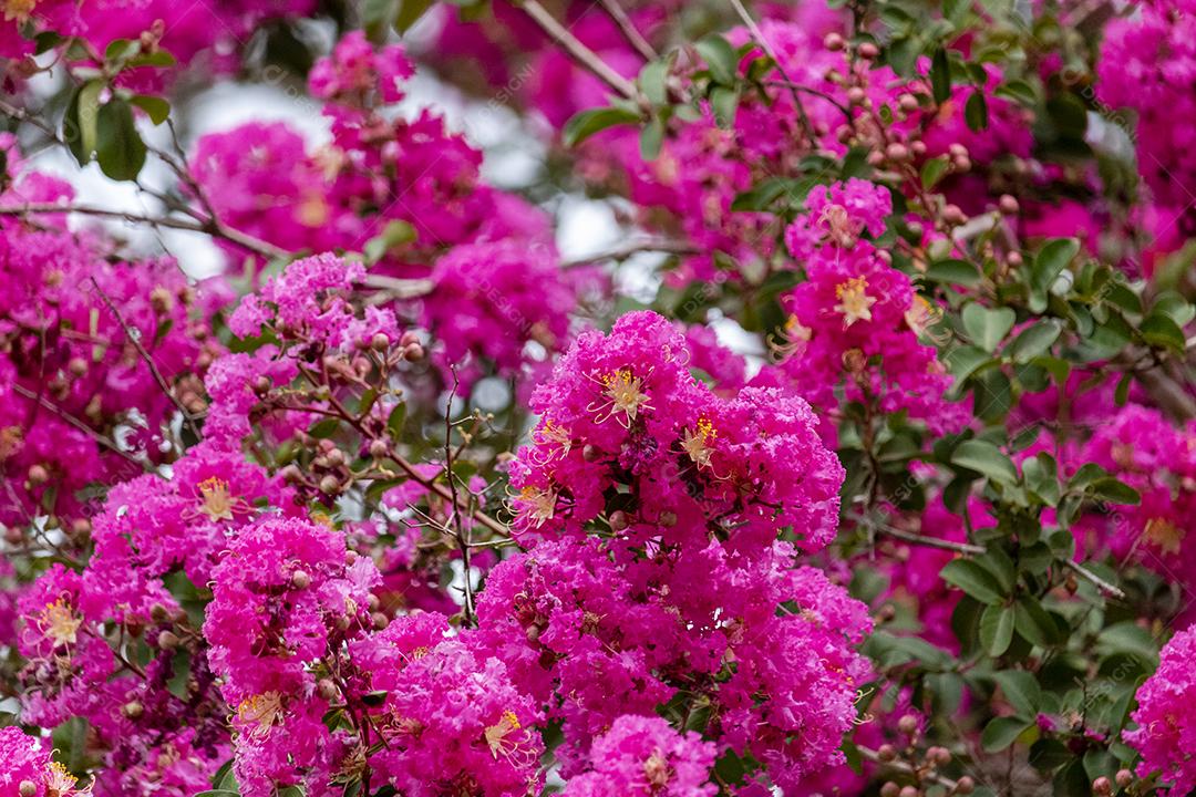 Arvore lindas ipê rosa floresta