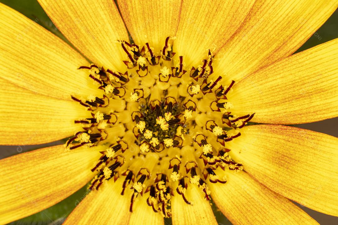 Flor amarela flores sobre fundo desfocado planta