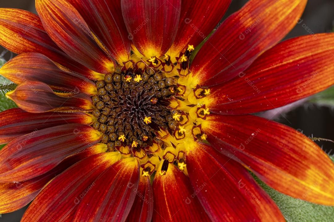 Flor amarela flores sobre fundo desfocado planta